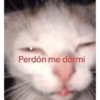 Funny cats - Pak 2 14