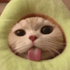 Kucing ngambek  12