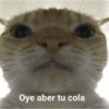 A ver tu cola 😎memes 5
