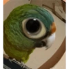 Memes Aleatórios 20