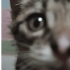 Kucing Anomali 3 15