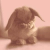 Bunnie 5
