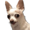 Perritos MooD #2 10