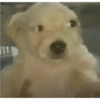 Perro  6