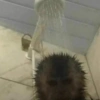 Macaquinhos🐒 10