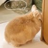 Bunnie 9