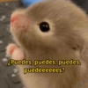 Pal grupo 13