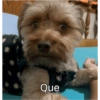Macaco  10