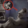 Gatos 26