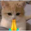 Stiker kucing lucu 22