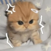 Kucing ngambek  16