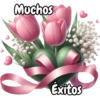 Tulipanes para toda ocasión 🌷 5