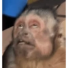Macaquinhos 16