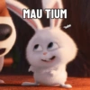 MAU TIUM *hehe