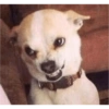 Perritos para reaccionar 🤭🐶💯 10