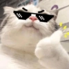 Kucing ngambek  8
