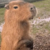 🍃 CAPYBARA MOODS 🍃 11