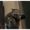 Gatos 14
