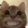 Gatos 2😎 20