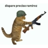 Gatos 20