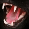 Black Cat Mood 29
