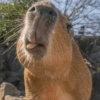 🍃 CAPYBARA MOODS 🍃 10