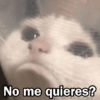 🩷😍Gatitos Con Frases🥴🐈‍⬛ 8