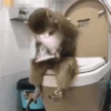 Reações + macacos 🐒 27
