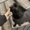 Black Cat Mood 20