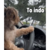 Macaco  11