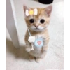 Gatito 9