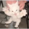 Gatos 28