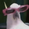 Memes 7