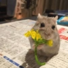 Hamster 17