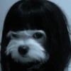 🐶 PERRITOS MOODS 5 🐾 5