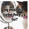 Gatos 13