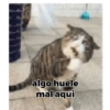 Gatos 6