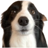 Random para whatsapp 🐶 19