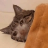 Memes de gatos 6