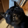 Black Cat Mood 7