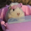 Ratinho debochado  9