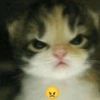 Gatinhos. | @ocenferios  Haki. 14
