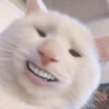 Gatinhos 21