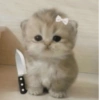 Gatos fofos e caóticos 🐱 7