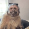 Macaco 🐵 5