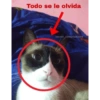 Funny cats - Pak 2 7