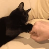 Black Cat Mood 16
