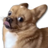 Perritos MooD #2 6