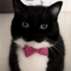 Gatos & Outros Animais 6
