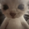 Gatos. | @ocenferios  Haki. 6